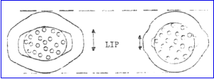 Showing incorrect nico press on left and correct nicopress on right.